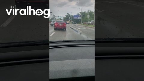 Spider-Man Directs Traffic || ViralHog