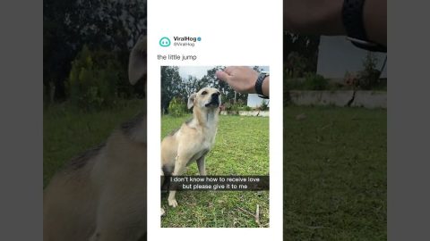 Cautious Pup Still Craves Love || ViralHog Shorts