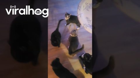 Cats Get Vocal About Empty Plate || ViralHog