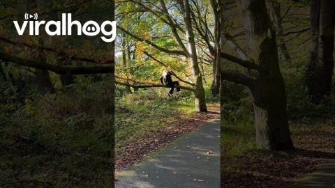 Tree Says No To Climbing Woman || ViralHog