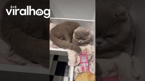 Curious Cats Hides in Bathroom Drawer || ViralHog