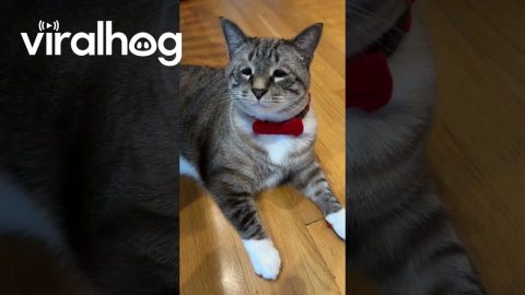 Distinguished Cat Wears a Bow Tie || ViralHog