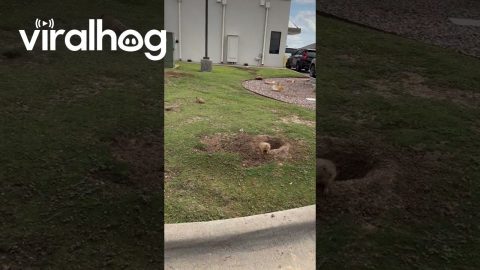 Taco Bell Prairie Dog Colony || ViralHog