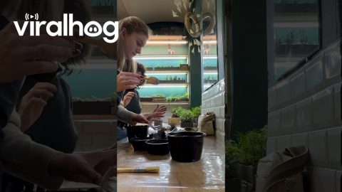 Terrarium Building Goes to Pieces || ViralHog