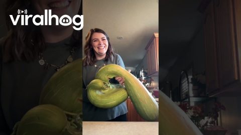 An Abundance of Squash || ViralHog