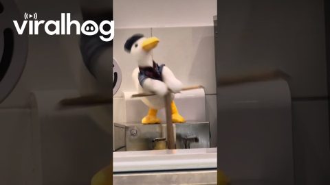 The Hard-Working Duck || ViralHog