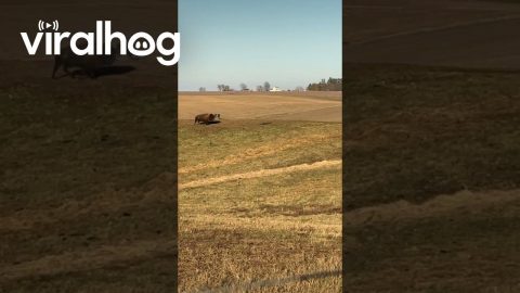 Bison Bouncing With Joy || ViralHog