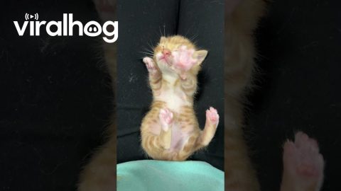 Sweet Dreams Little Kitten || ViralHog