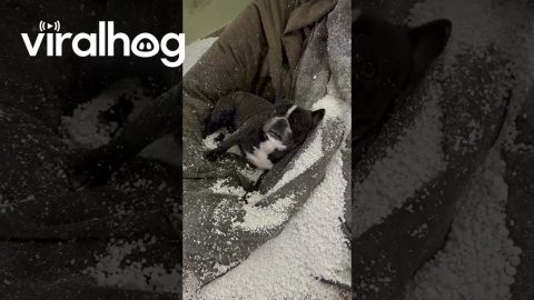 Bulldog Destroys Bean Bag Chair || ViralHog
