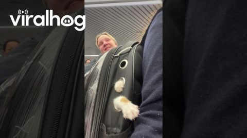 Backpack Cat Wants Attention || ViralHog