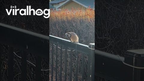 Seeing Bird Song Breath On Chilly Morning || ViralHog