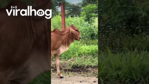 Brahman Cow With Swirled Snout || ViralHog