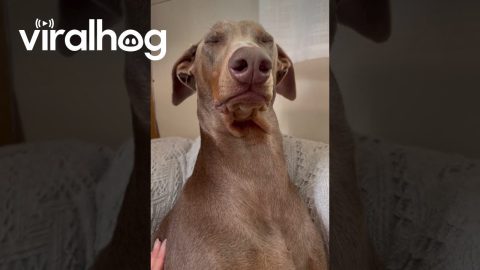 Doberman Pretends Owner Doesn’t Exist to Avoid Nail Trim || ViralHog