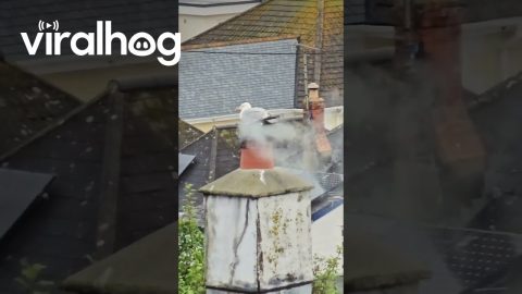 Cornish Smoked Seagull || ViralHog