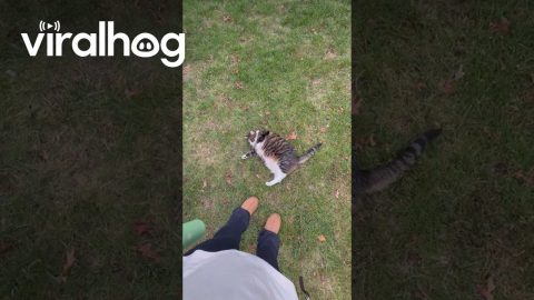 Stubborn Cat Refuses to Come Inside || ViralHog