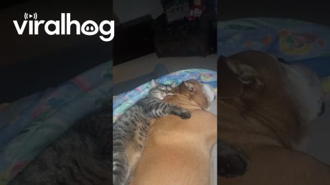 Lazy Cat Is Big Spoon || ViralHog