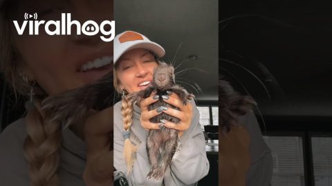 Mornings With Hazel the Baby Porcupine || ViralHog