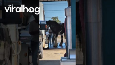 Washing a Horse at the Carwash || ViralHog