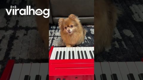 Dog Plays Song About Her New Baby Brother || ViralHog