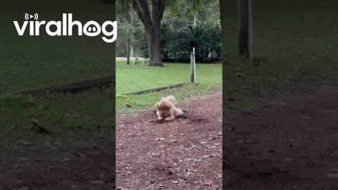 Golden Retriever Frantically Digging || ViralHog