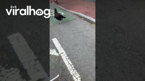 Turkeys in the Bike Lane || ViralHog