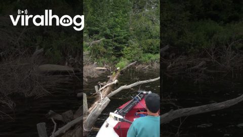 Fishing With a Bald Eagle || ViralHog