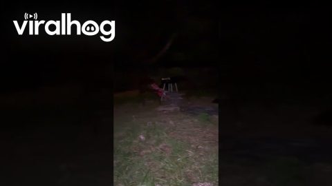 Black Dog In The Wooded Dark || ViralHog