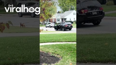 Dog Taking the Car on a Walk || ViralHog