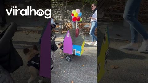 Pup Attends Halloween As House From Up || ViralHog
