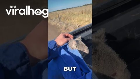 Farmer Finds Koala Crouched On Tractor || ViralHog