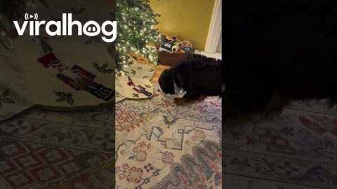 Puppy Doesn't Trust Christmas Decor || ViralHog