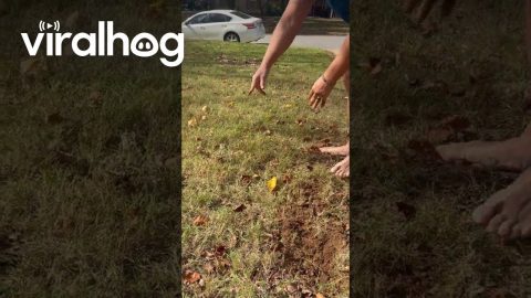 Man Catches a Mole by Hand || ViralHog