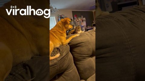 Dog Is Very Pleased With New Kitten Friend || ViralHog