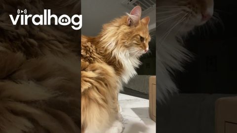 Cat Gags When He Hears Packing Tape || ViralHog