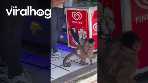 Sharing Ice Cream With Local Monkeys || ViralHog