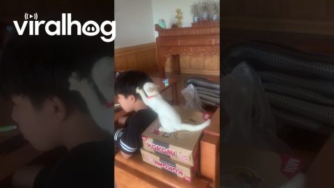 Cat Masseuse || ViralHog