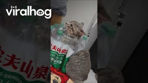 Tabby Cat Gets Stuck in Water Bottle Packaging || ViralHog