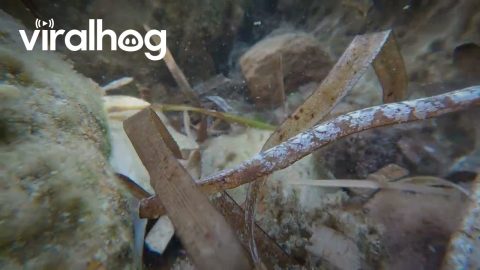 The Broadnosed Pipefish Is a Master Camouflage || ViralHog