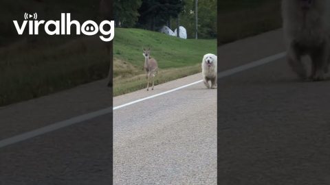 Dog and Deer Take a Morning Stroll Together || ViralHog