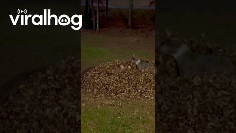Taking a Leafy Plunge in the Zoomies Zone || ViralHog