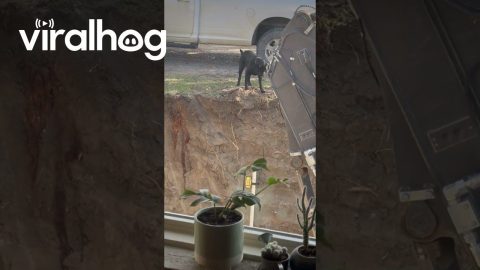 Lab Plays Fetch With Fellow Digging Enthusiasts || ViralHog