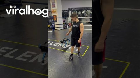 Man and Robot Dog Perform Synchronized Backflip || ViralHog
