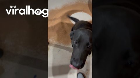 Shop Dog Helpfully Sweeps Cork Dust || ViralHog