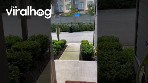 I Didn’t Need to Go Outside Anyway… || ViralHog