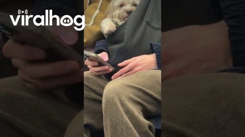 Little Dog Chilling on the L Train || ViralHog