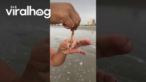 Sharing Sandworm Catch With a Little Heron || ViralHog
