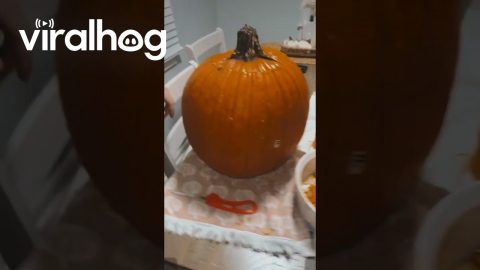 Rotten Pumpkin Ruins Carving Plans || ViralHog