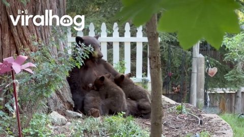 Baby Bear Cubs Nurse From Their Mother || ViralHog