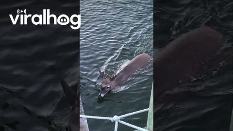 Deer Spotted Swimming in a Marina || ViralHog