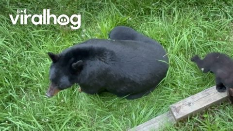 Mama Bear With Her Babies || ViralHog